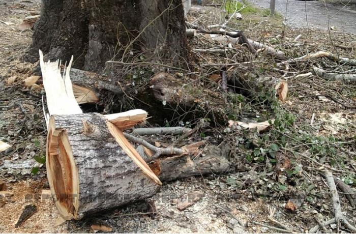 Qusarda ağacların kəsilməsi ilə bağlı rəsmi AÇIQLAMA — VİDEO