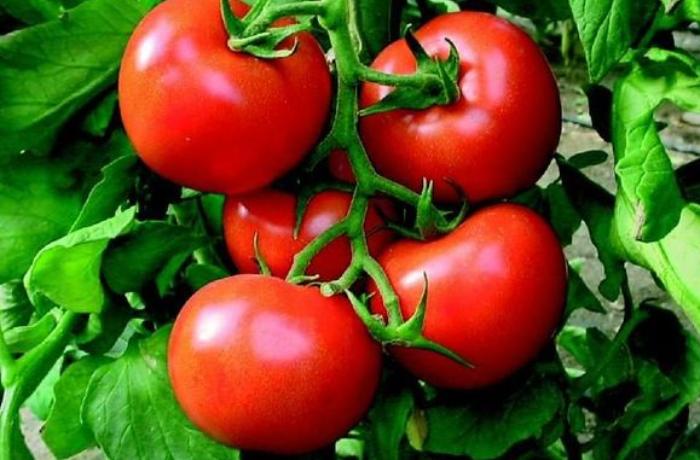 Pomidor niyə ucuz alınır və baha satılır? — VİDEO