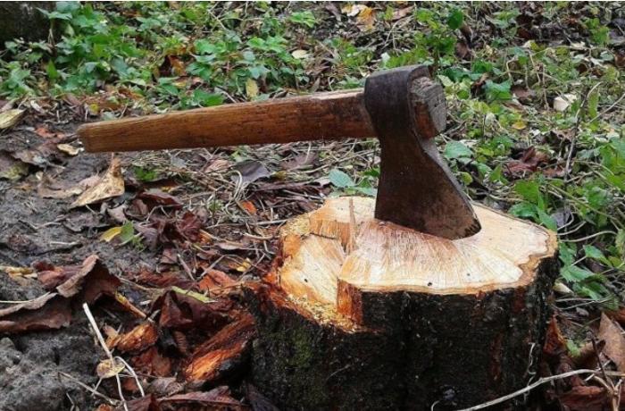 40-dan çox ağacın kəsilməsinə görə cinayət işi başlanıldı