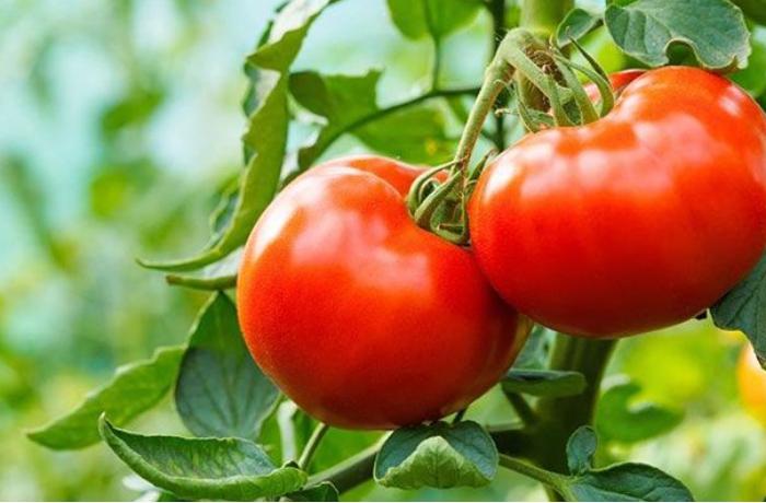 Pomidorun qiyməti niyə bahalaşıb? 