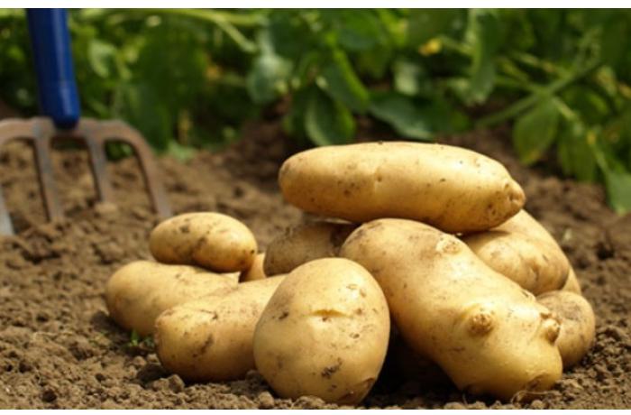 Ekspert: “Kartof idxalı ilə məşğul olanlar bu sahəni monopoliyaya alıblar, qiyməti də bahalaşdırırlar” 