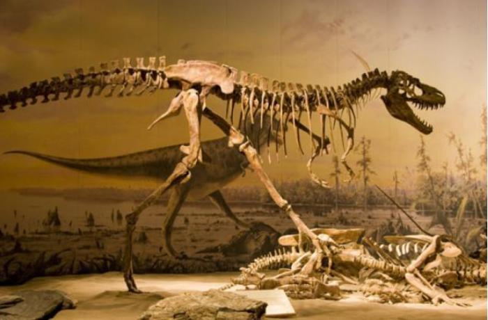 Çində 125 milyon illik dinozavr sümükləri tapıldı