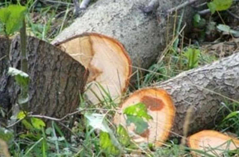 Bakı və Sumqayıtda ağacların qanunsuz kəsilməsi faktları aşkarlandı