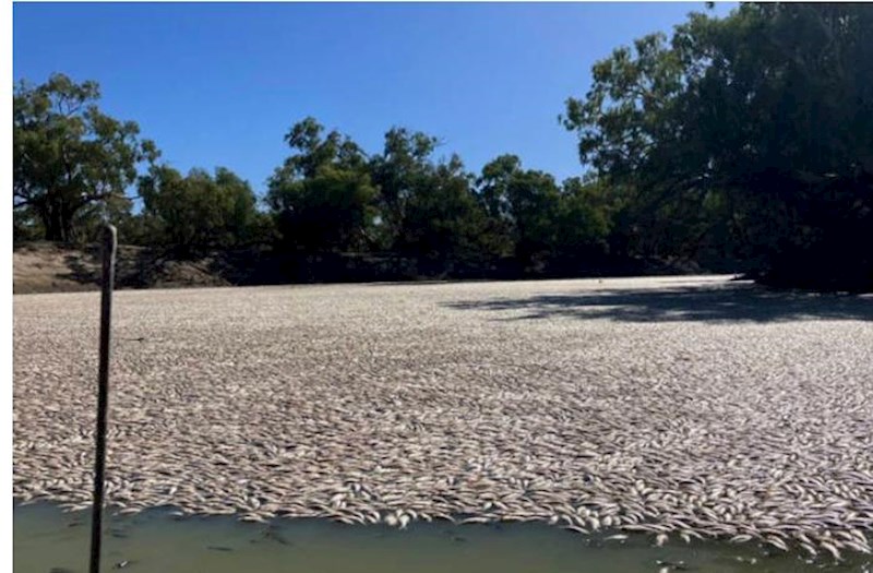 Avstraliyada qorxunc mənzərə: Yüz minlərlə ölü balıq su üzünə çıxdı