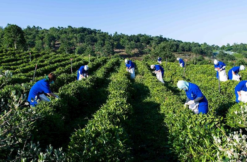 “Azerçay” çayçılıq sahəsinin inkişafına dəstək verməyə davam edir