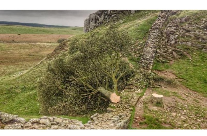 300 illik dünyaca məşhur tarixi çinar ağacı kəsildi 